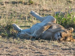 Bologonja_Seronera2009-15